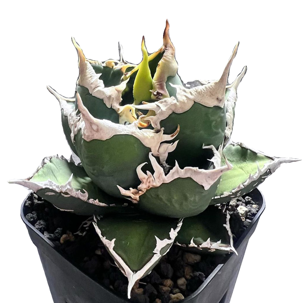 植物员外狼人Agave titanota werewolf一物一拍仁王冠龙舌兰盆栽-图3