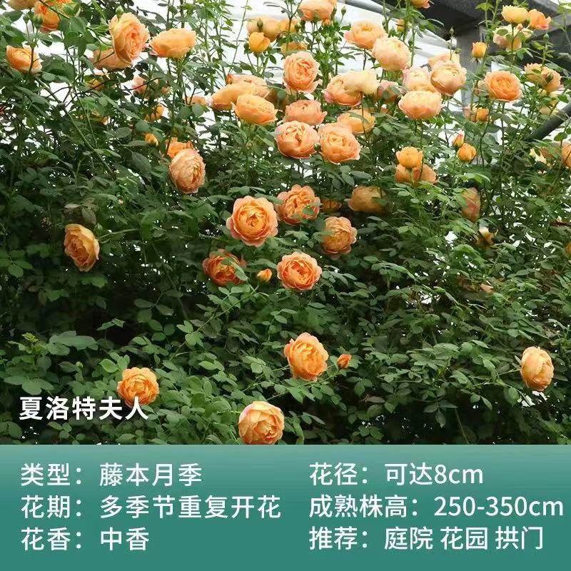 南阳伊诺月季爬藤欧月多季开花好养浓香勤花丰花大花灌木藤本,淘宝优惠券,粉丝福利购,淘宝优惠卷