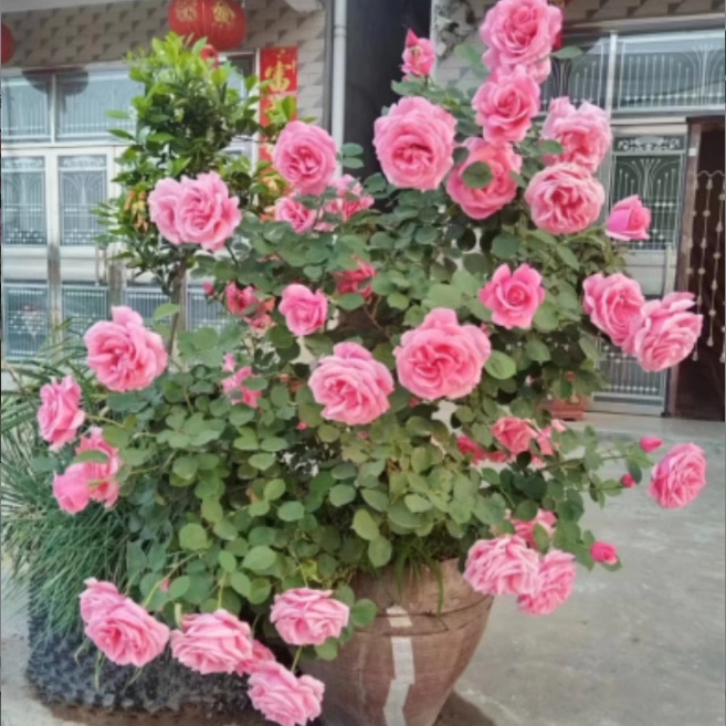 南阳伊诺月季（粉扇）月季灌木月季品种,淘宝优惠券,粉丝福利购,淘宝优惠卷
