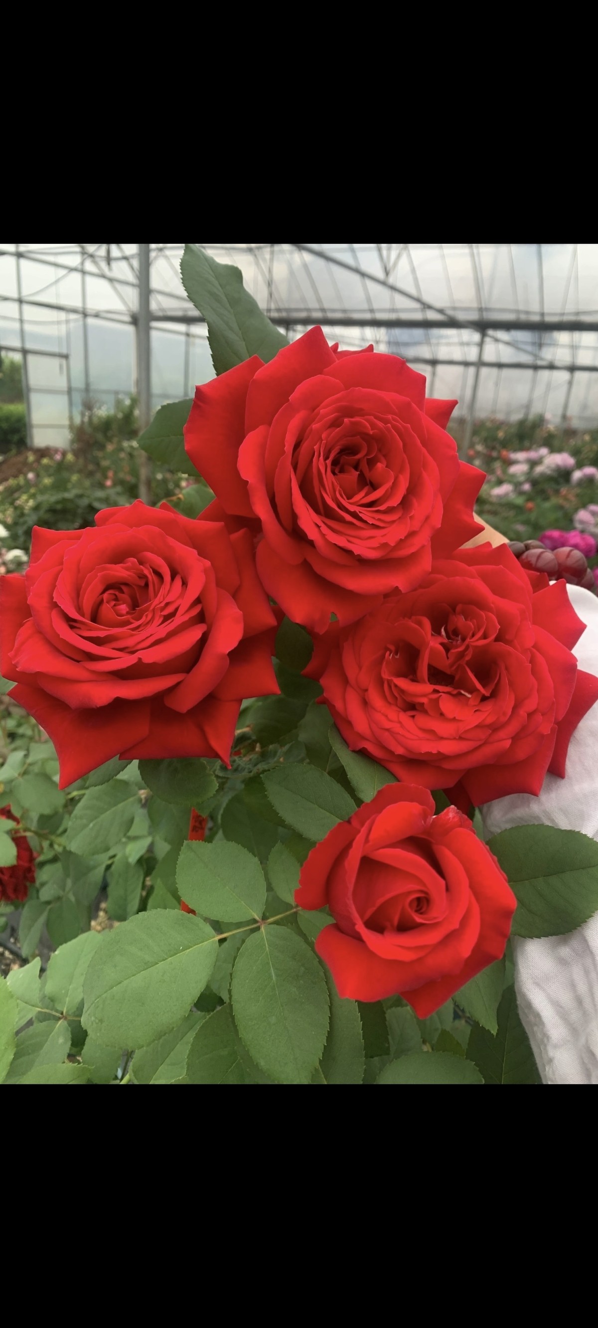 南阳伊诺月季国月大花灌木浓香庭院丰花多头盆栽地栽,淘宝优惠券,粉丝福利购,淘宝优惠卷