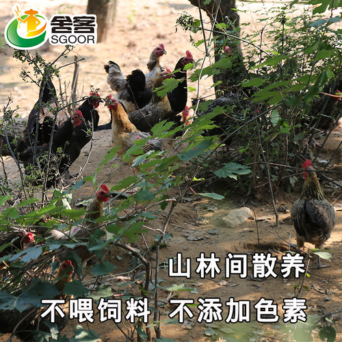 农家散养土鸡蛋 正宗柴鸡蛋 纯天然笨鸡蛋农村草鸡蛋新鲜鸡蛋 - 图0