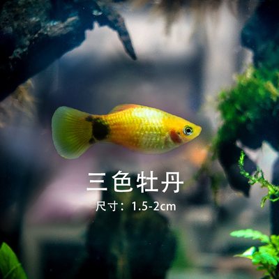 胎生鱼金银黑皮球玛丽除油膜红箭红白剑米奇月光牡丹小型活体鱼 虎窝淘