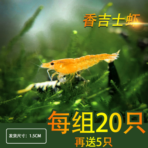 黑壳虾鲜活观赏虾活体宠物草缸水晶虾苗樱花极火米虾大和除藻淡水 - 图1
