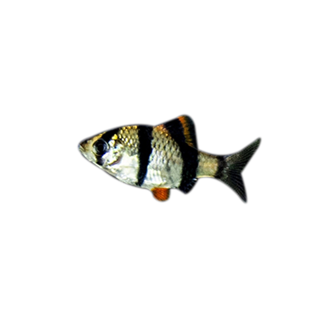 Tropical Fish Ornamental Fish Live Fish Group Tour Fish Tiger Peel Green Tiger Leather Blue Tiger