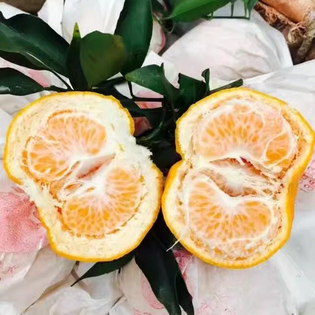 现摘四川春见耙耙柑新鲜水果5斤包邮金堂三溪脐橙柑橘橙子可采摘,淘宝优惠券,粉丝福利购,淘宝优惠卷