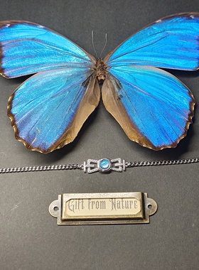 大蓝闪蝶真蝴蝶标本镀银手链灵蛇精致ins设计生日礼物送女友