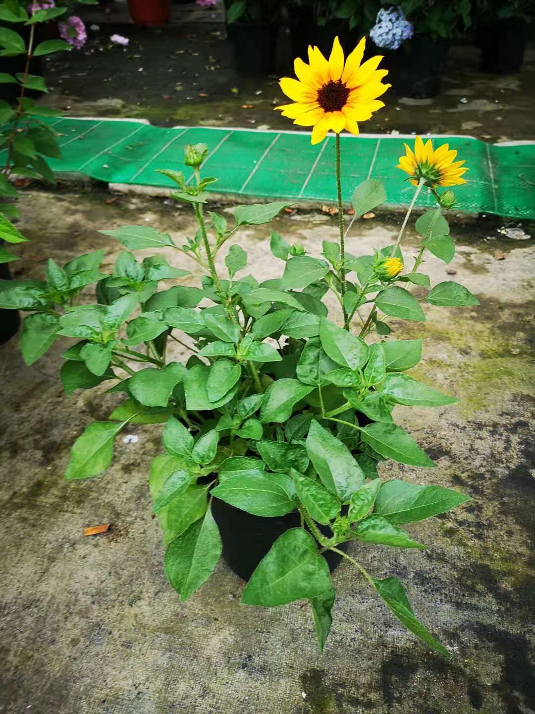 超级向日葵盆栽花卉光辉岁月带花出售花期长5 10月花开不断 上海花草世界 淘优券 超级向日葵盆栽花卉光辉岁月带花出售花期长5 10月花开不断 上海花草世界 淘优券