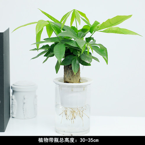 【水培植物集合】已养出水生根 好养室内桌面小植物绿萝发财树绿 - 图3