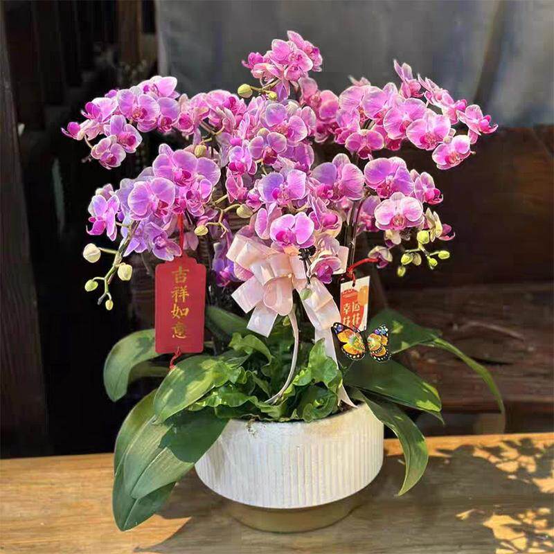 【特级中小花蝴蝶兰集合】阿玛宝贝富贵鸟樱花黄金树金蝶高档盆景