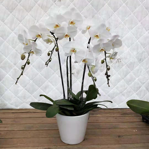 精品纯白色蝴蝶兰 观花植物开业乔迁花卉礼品 年宵绿植盆栽 - 图1