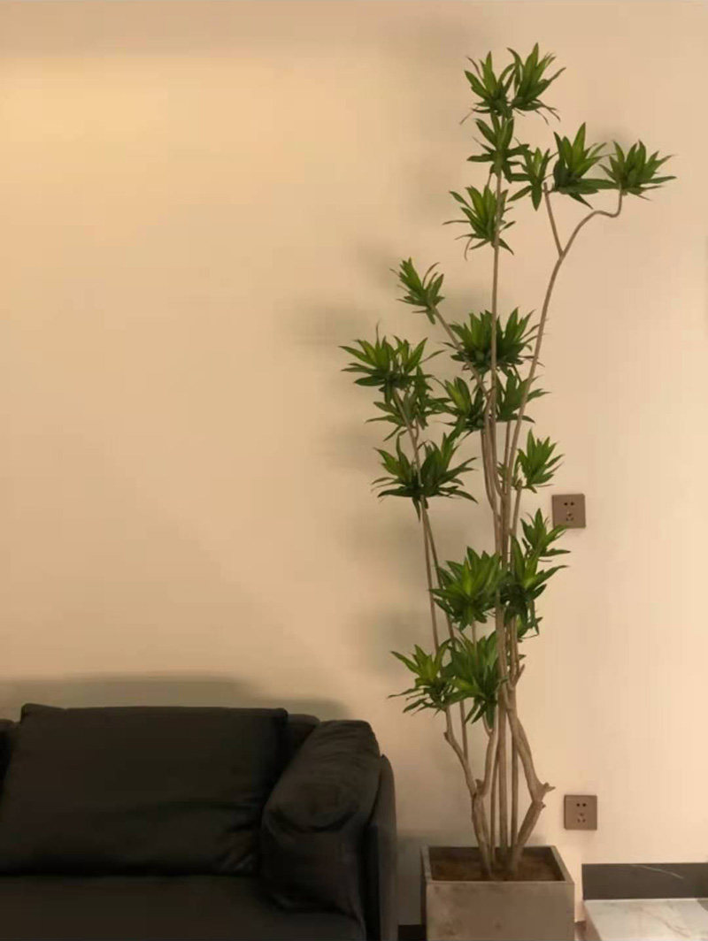 百合竹盆栽有造型网红植物金边金心细叶百合竹北欧风室内客厅绿植,淘宝优惠券,粉丝福利购,淘宝优惠卷