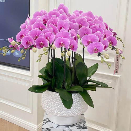 【特级大花蝴蝶兰集合】年宵花卉开业乔迁盆栽高档礼品植物上海 - 图0