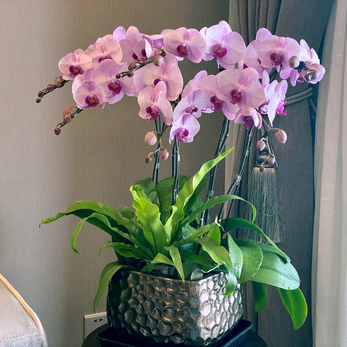 【特级大花蝴蝶兰集合】年宵花卉开业乔迁盆栽高档礼品植物上海 - 图1