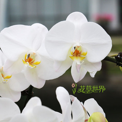 精品纯白色蝴蝶兰 观花植物开业乔迁花卉礼品 年宵绿植盆栽 - 图3