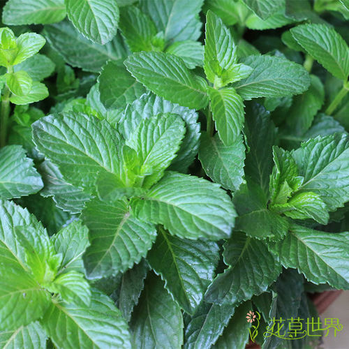 薄荷盆栽 迷迭香罗勒紫苏欧芹柠檬香蜂草 可食用香草植物耐晒耐寒 - 图1