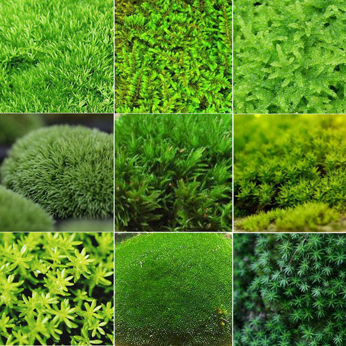 鲜活苔藓微景观生态瓶diy白发藓盆景假山装饰水陆缸植物材料青苔 - 图3