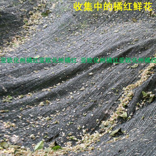实惠100克装正宗正毛本地化州橘红花橘红花茶桔红花化州土特产 - 图1