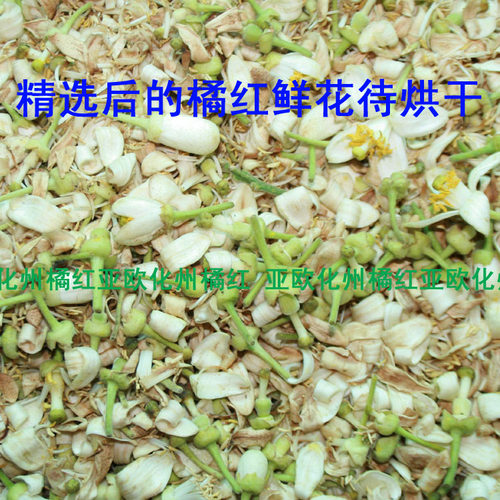 实惠100克装正宗正毛本地化州橘红花橘红花茶桔红花化州土特产 - 图0