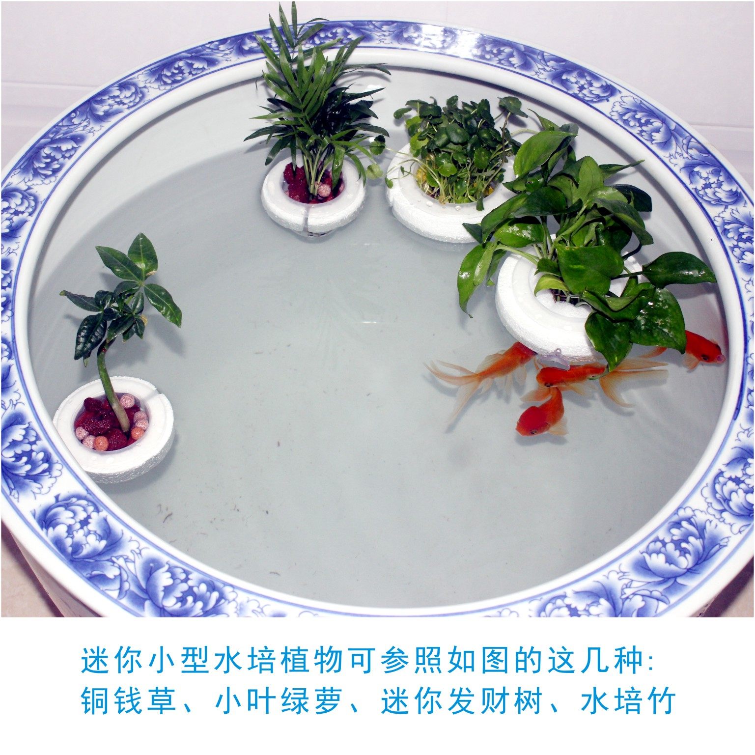 漂浮式水培定植篮圆形鱼缸造景装饰水植物固定器铜钱草定植固根篮,淘宝优惠券,粉丝福利购,淘宝优惠卷