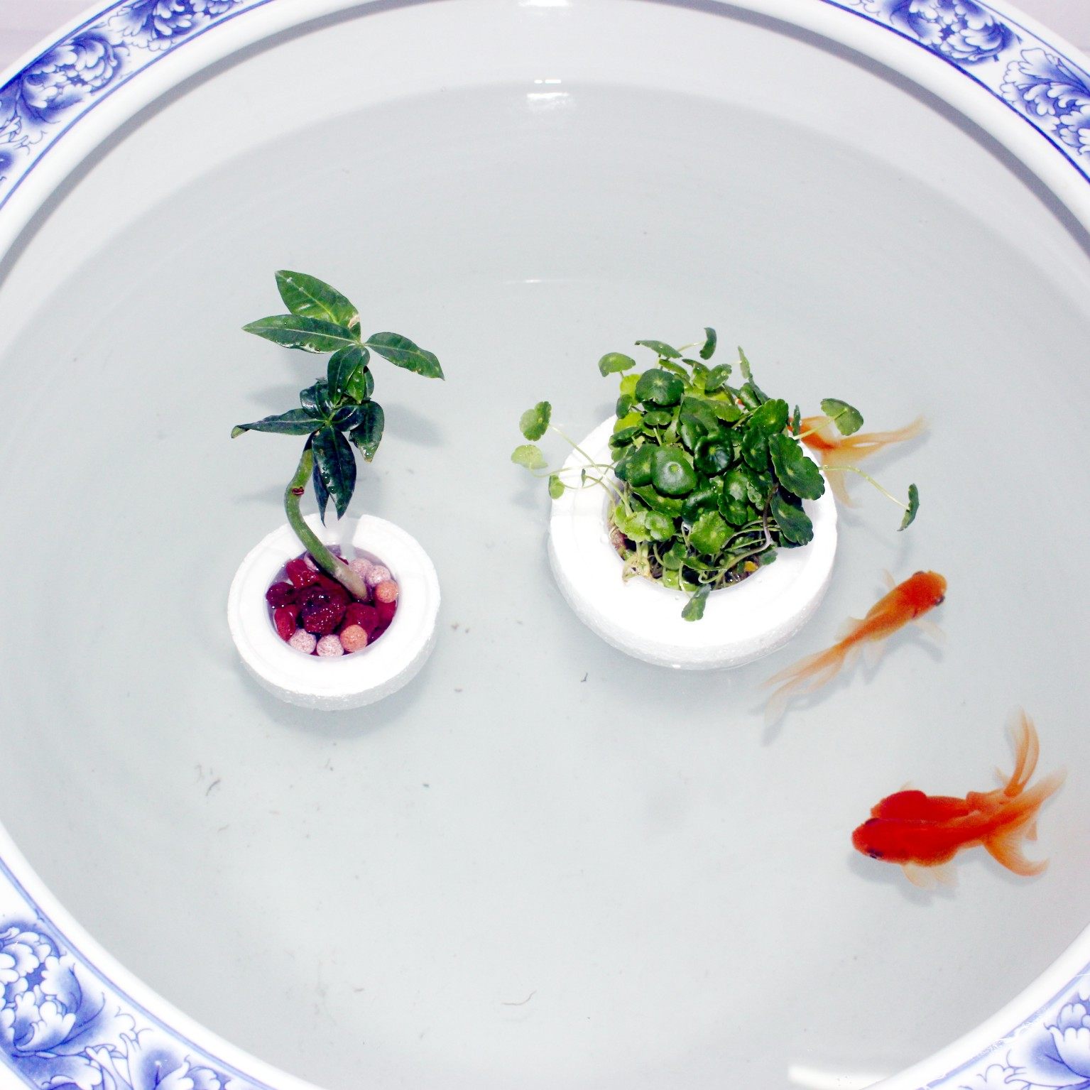 漂浮式水培定植篮圆形鱼缸造景装饰水植物固定器铜钱草定植固根篮,淘宝优惠券,粉丝福利购,淘宝优惠卷