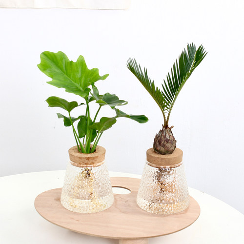 乐可植物 水培植物春羽小铁树黑骨茶办公室桌面室内好养懒人盆栽 - 图0