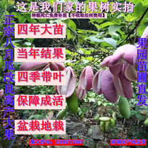 Seedless August melon saplings fruit tree saplings Back in the year results Zhengzong Trifoliate Four Seasons planting South August Fry Fry