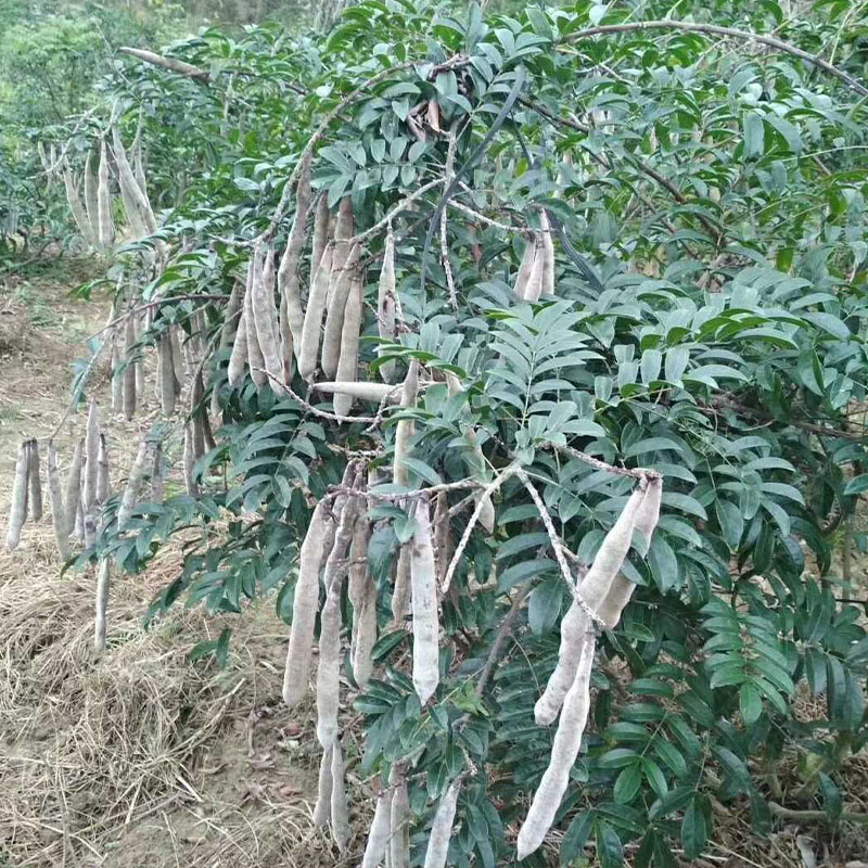 野生牛大力种子小叶细叶中叶大叶牛大力大力薯种籽种苗包邮-图1