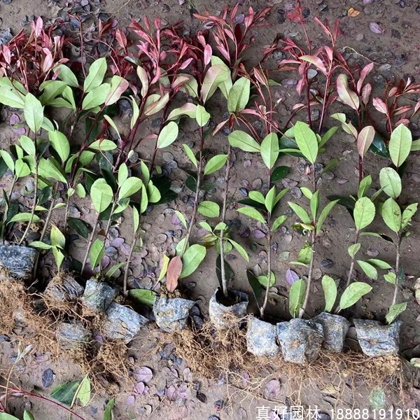 红叶石楠庭院种植耐寒耐阴工程用苗绿化苗木四季常青红叶石楠树苗 - 图3