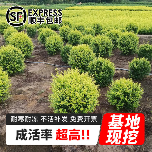 金叶小叶女贞树苗篱笆四季常青庭院植物绿化苗木耐寒植物无病虫害 - 图2