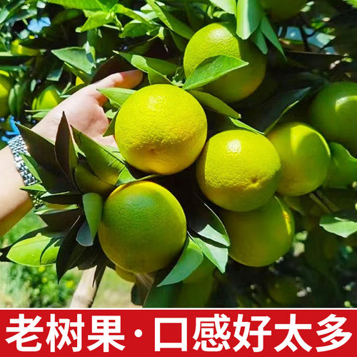 新鲜云南冰糖橙10斤橙子当季水果手剥正宗大甜橙整箱孕妇水果包邮 - 图1