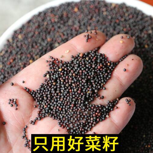 菜籽饼肥料农家自榨油枯饼菜子饼种果树园蔬菜种花有机肥钓鱼打窝 - 图0