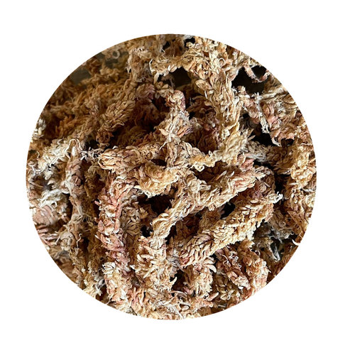 【缘友之家】黄缘龟冬眠专用材料 精挑7星级智利水苔 适合高档龟 - 图3