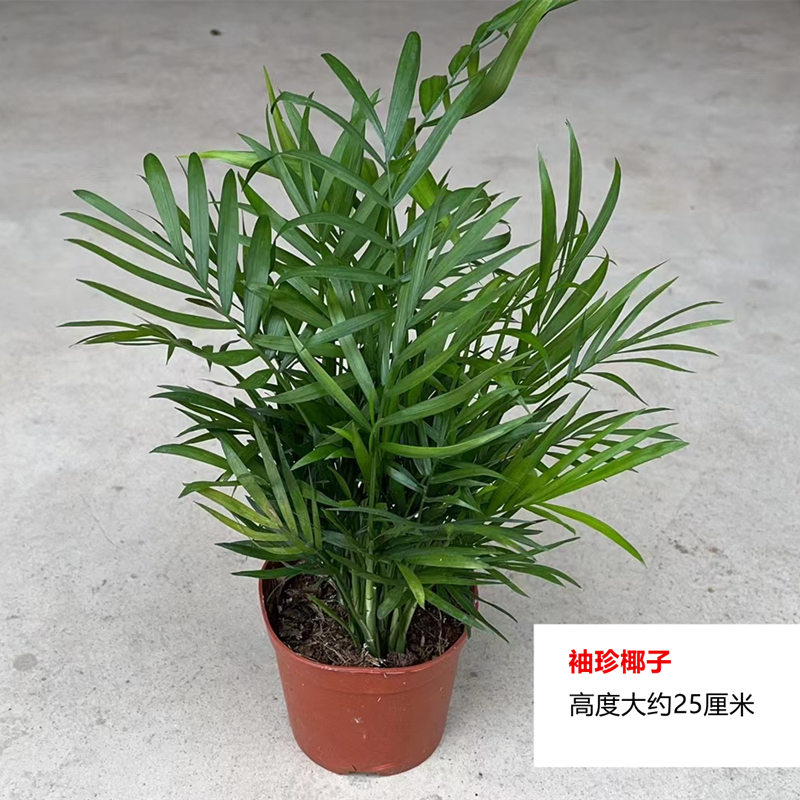 缘友之家 黄缘闭壳龟环境专用植物 安缘台缘环境植黄缘龟苗养殖箱 - 图3