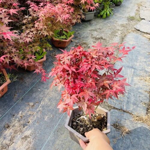 【缘友之家】黄缘龟环境造景植物 红枫 黄金枫 海棠 乌龟陆地植物 - 图3
