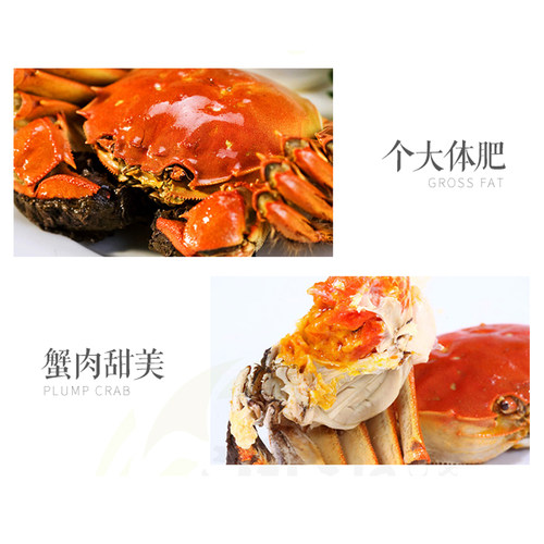 湖南益阳大通湖区横霸大闸蟹鲜活水产螃蟹海鲜全母10只礼盒装 - 图1