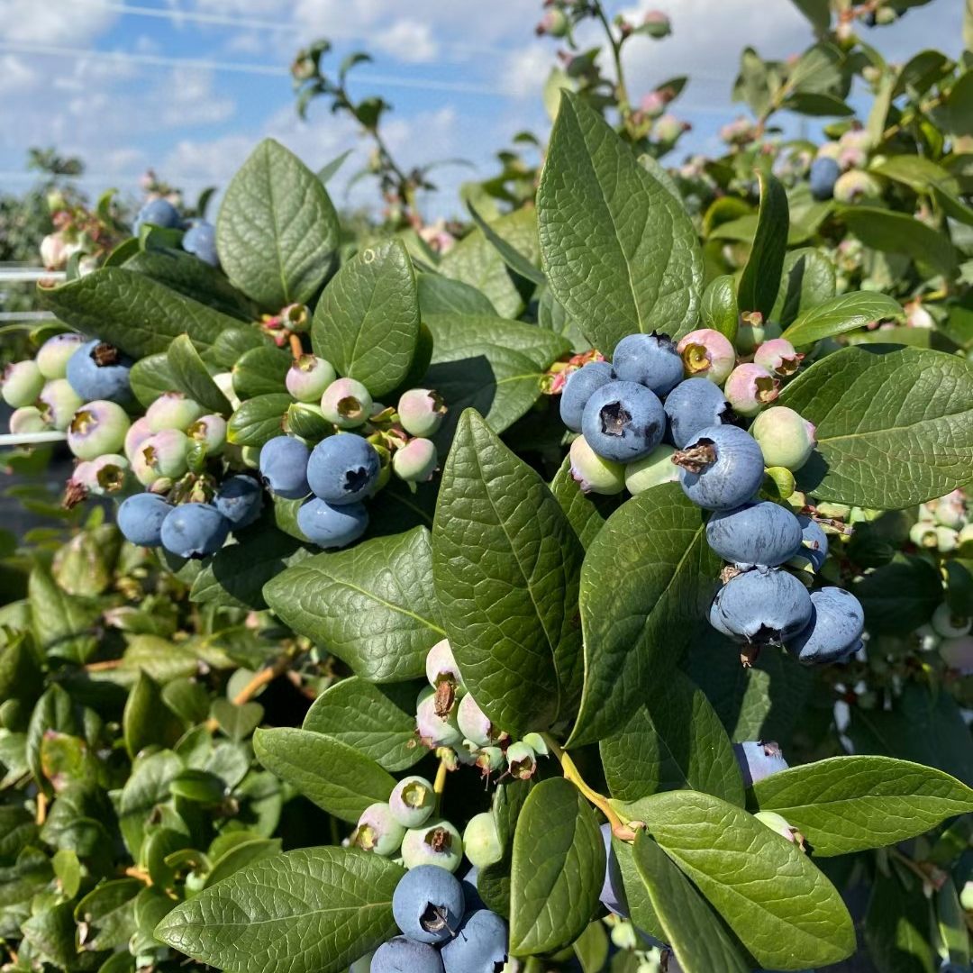 【真·25花香】顺丰空运云南澄江新鲜应季花香蓝莓脆甜多汁花香浓,淘宝优惠券,粉丝福利购,淘宝优惠卷
