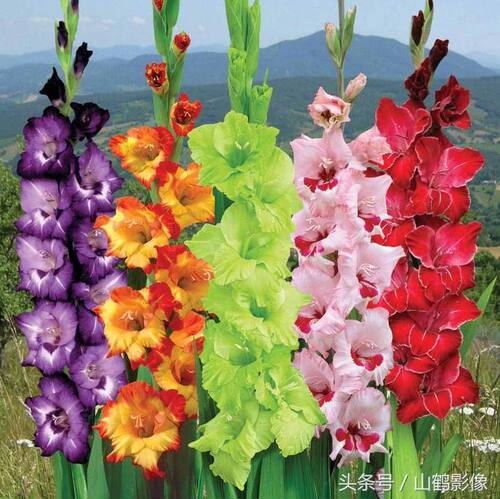 唐菖蒲剑兰花会球庭院阳台盆栽多年生球根花卉花苗当年开花 - 图2
