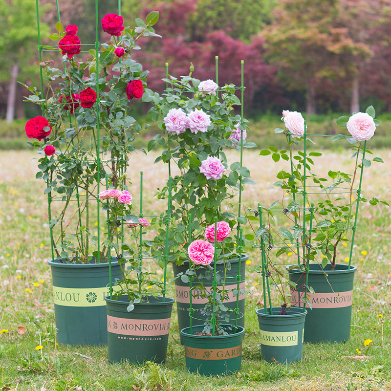爬藤架花支架牵引月季花架绿萝架子花盆支架铁线莲庭院攀爬架室内