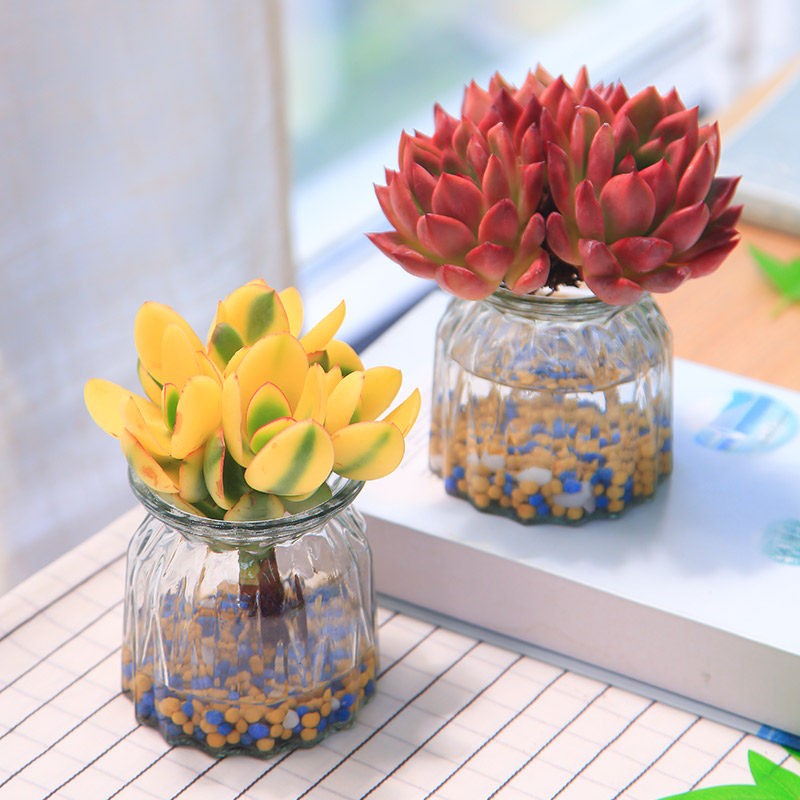 大尺寸水培多肉植物套餐好养耐活办公室多肉盆栽无土懒人植物绿植,淘宝优惠券,粉丝福利购,淘宝优惠卷