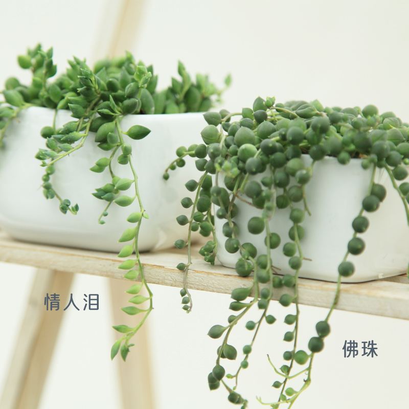 情人泪多肉植物盆栽佛珠垂吊珍珠吊兰肉肉垂吊多肉植物-图2