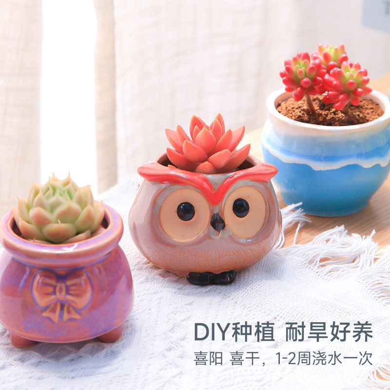 多肉植物花盆套装组合盆栽绿植花卉室内多肉开学小盆栽包邮幼儿园,淘宝优惠券,粉丝福利购,淘宝优惠卷