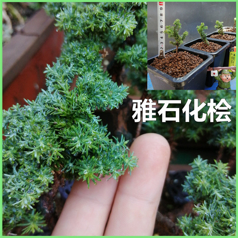 均园日本进口稀有名贵植物品种雅石化桧初雪小盆景柏树苗四季绿植_虎窝淘