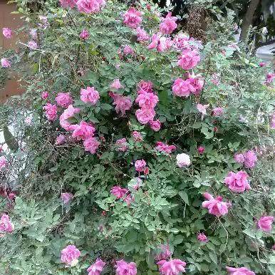 中国古老月季 月月粉 粉红半藤本香花香水月季 多季开花 适应性强,淘宝优惠券,粉丝福利购,淘宝优惠卷