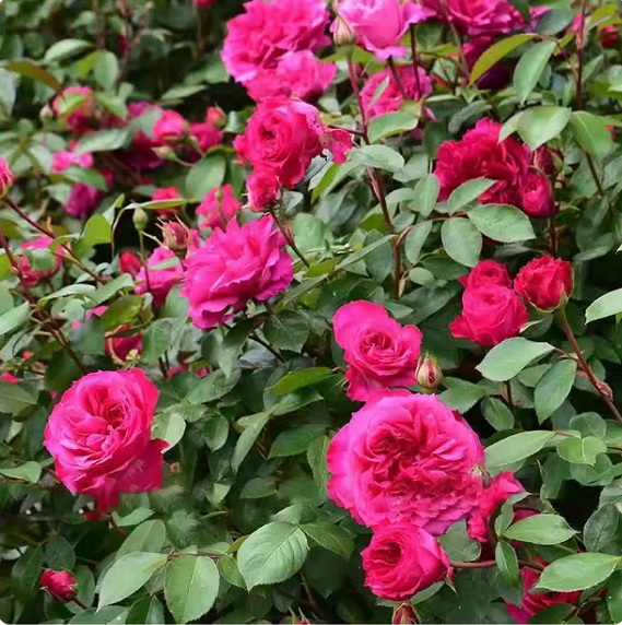 艾弗的玫瑰  月季花苗奥斯汀灌木勤花浓香爬藤庭院阳台盆栽花卉,淘宝优惠券,粉丝福利购,淘宝优惠卷