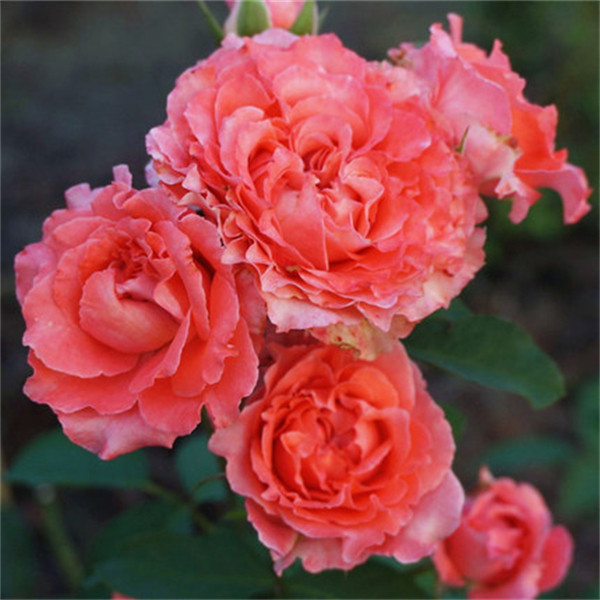 欧洲月季珊瑚果冻扦插月季苗灌木丰花大花 中香珊瑚粉,淘宝优惠券,粉丝福利购,淘宝优惠卷
