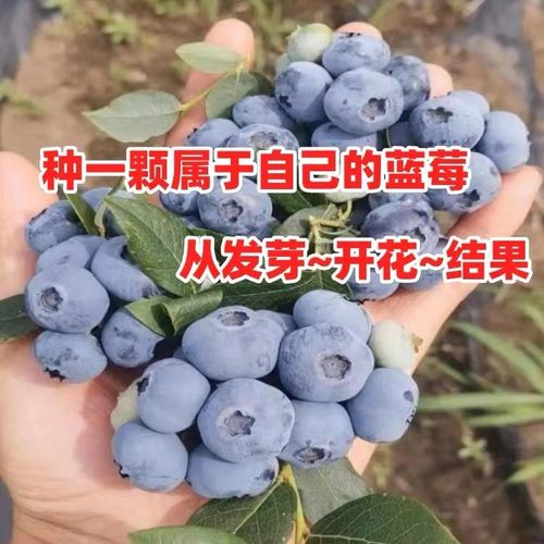 蓝莓树果苗带土南北方种植地栽特大阳台矮化盆栽绿宝石兔眼蓝莓苗-图2