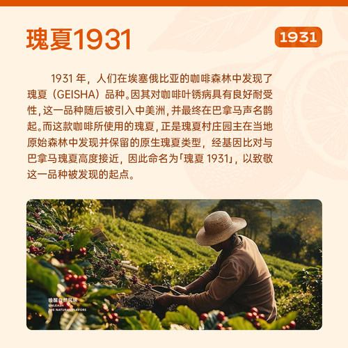 【重磅新品】明谦红美人柑橘瑰夏1931水洗G1手冲精品意式咖啡豆 - 图2