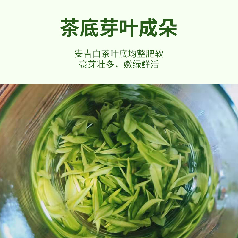 正宗安吉白茶2024新茶明前特级茶叶浓香型嫩芽高山绿茶罐装礼盒装 - 图2