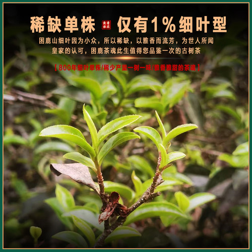 【2026细叶单株】困鹿山800年玉兰花香冰岛甜细叶单株古树头春茶 - 图2
