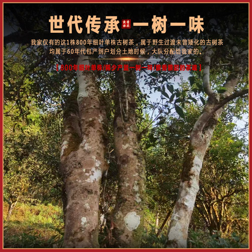 【2026细叶单株】困鹿山800年玉兰花香冰岛甜细叶单株古树头春茶 - 图1